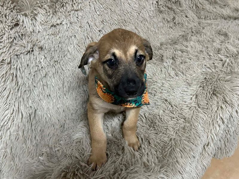 Welpe Chip-Nr. 256522 - der kleine Mann träumt von tollen Abenteuern mit seinen Menschen