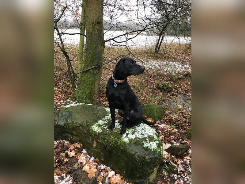 RUDOLF - der hübsche Rüde sucht ein neues, hundeerfahrenes Zuhause!