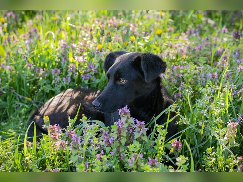 Welpe Chip-Nr. 258412 - lernnen, kuscheln, spielen - wer schenkt mir ein Zuhause?