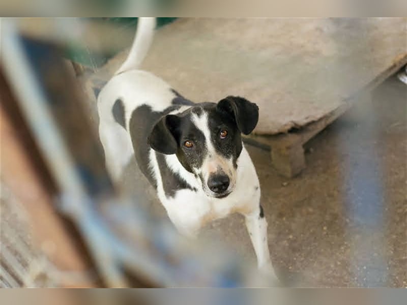 HOTSPOT - Menschen mit ganz viel Liebe, Zeit und Geduld gesucht für diesen sanften Hundejungen