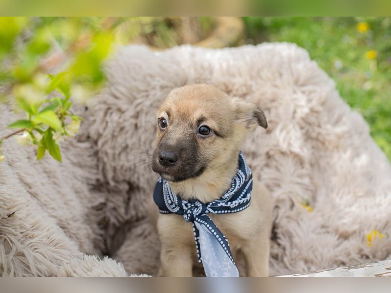 Welpe JAMIE - ich freue mich auf ein tolles Für-Immer Zuhause!