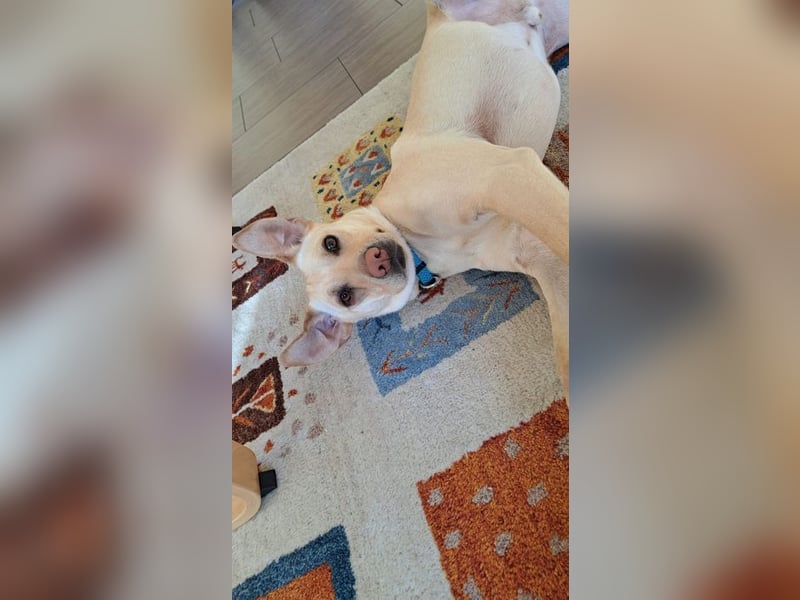 LEO - wer sucht einen treuen Begleiter fürs Leben?