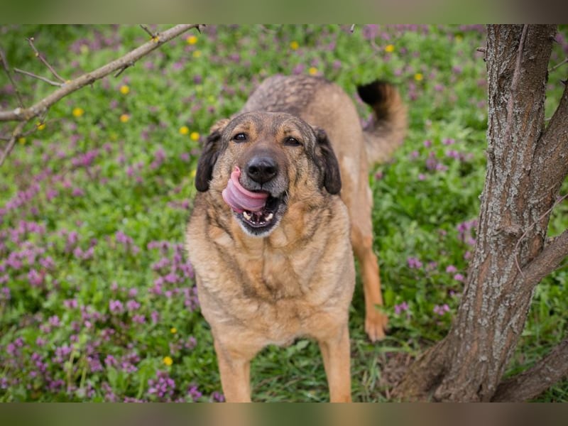SMILEY - Die, die immer lacht.....Wo ist mein Körbchen?