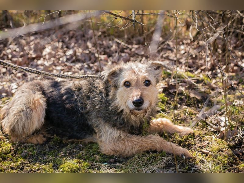 HERMANN - der zurückhaltende, ältere Strubbel ist auf der Suche nach Liebe und Geborgenheit