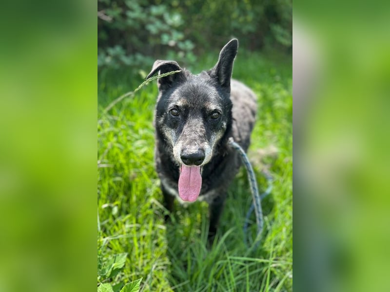 MIKY - Wer möchte mit dem lieben Senior das Leben teilen?