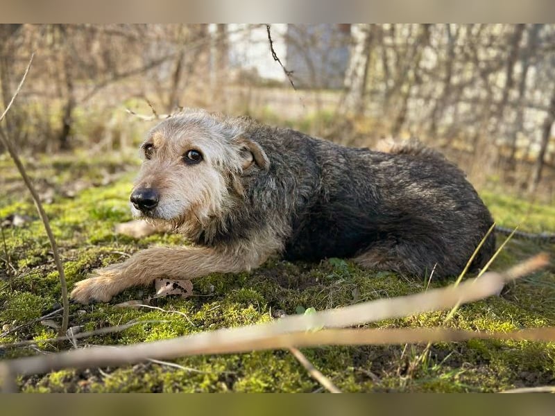 HERMANN - der zurückhaltende, ältere Strubbel ist auf der Suche nach Liebe und Geborgenheit