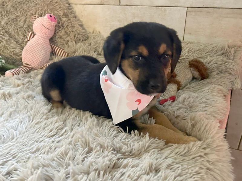 Welpe Chip Nr. 264199 - wer verliebt sich in die kleine Maus und schenkt ihr ein tolles Zuhause?