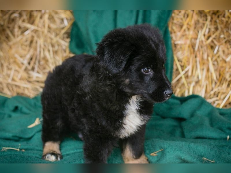 Welpe ASKO - knuddeln, lernen, spielen - wer schenkt dem kleine Mann sein herz und ein Zuhause?