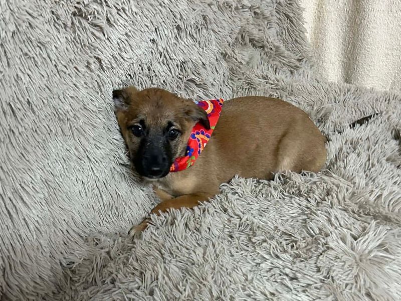 Welpe Chip-Nr. 273268 - welche liebe Familie zeigt mir, wie schön ein Hundeleben sein kann?