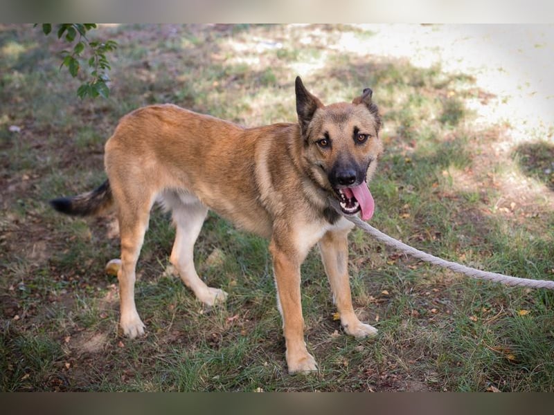 Chip 289818 - Junger Mann sucht ein aktives Zuhause