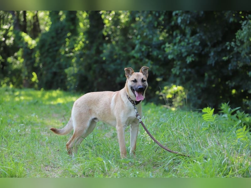 HENRY - der intelligente und energische Rüde lernt sehr gern und mag Artgenossen