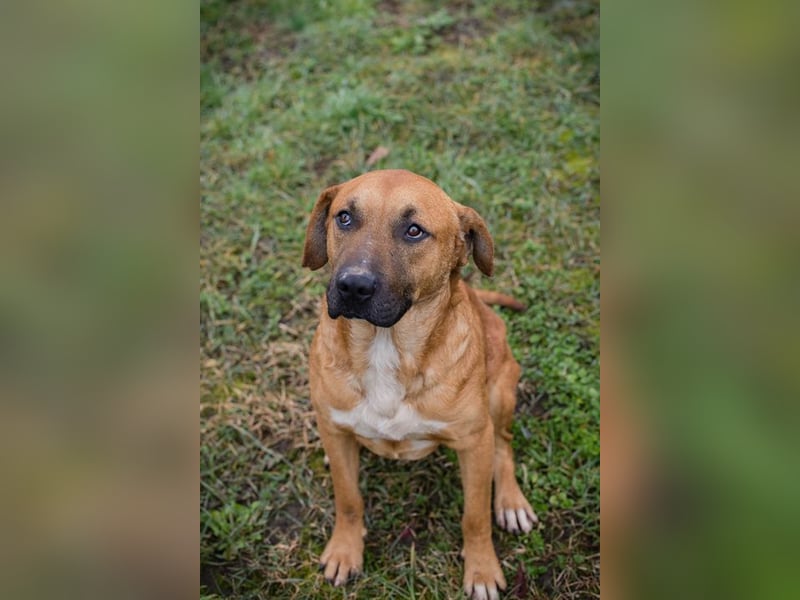 ZINO - ich mag Menschen und Artgenossen und suche ein tolles Zuhause!