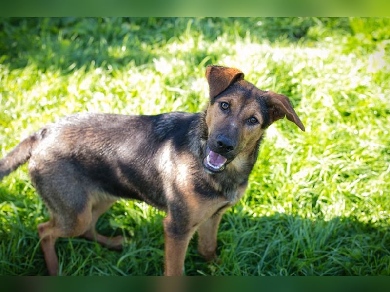 STINA - die aufgeweckte Hündin liebt es zu spielen und zu kuscheln