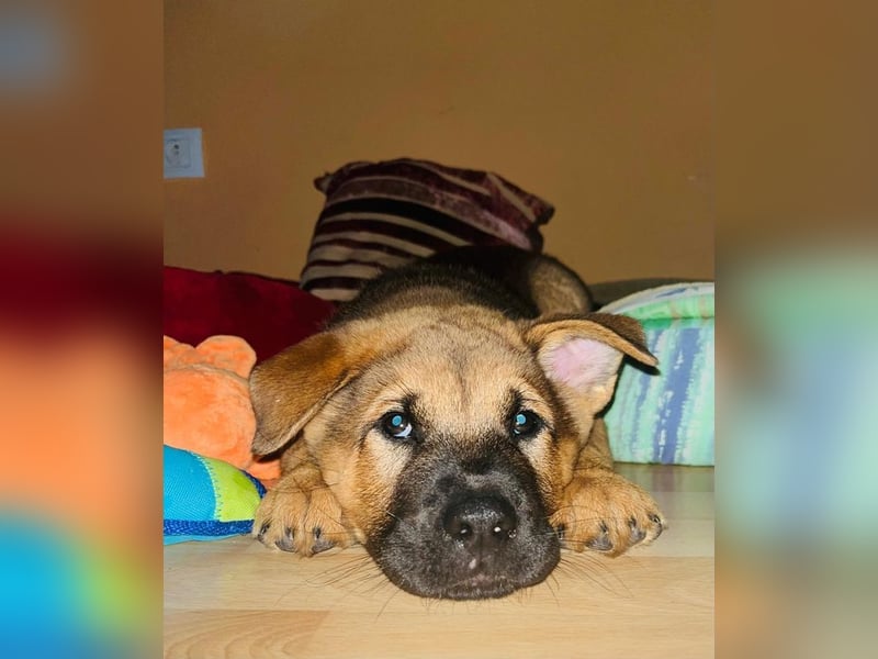 Welpe CHOPPER - der kleine Mann freut sich auf tolle Abenteuer mit seiner Familie!