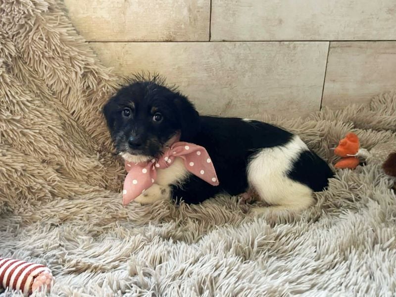 Welpe Chip-Nr. 275733 - ich bringe eine große Portion Leben und Frohsinn in dein Zuhause!