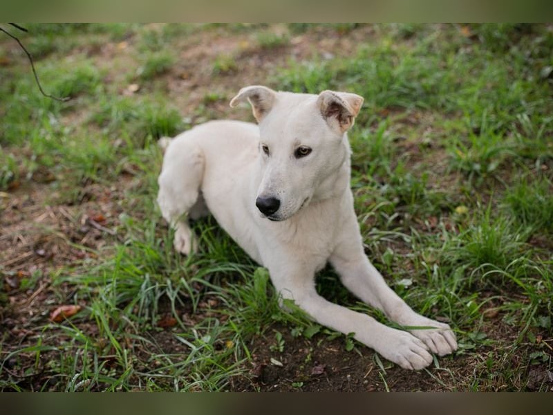 PAULO - der verspielte und zugängliche Hundemann freut sich auf sein eigenes Zuhause!