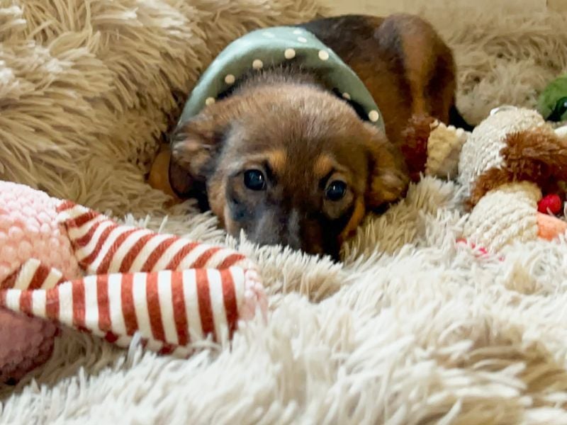 Welpe JAGO - ich träume von einem liebevollen Zuhause...