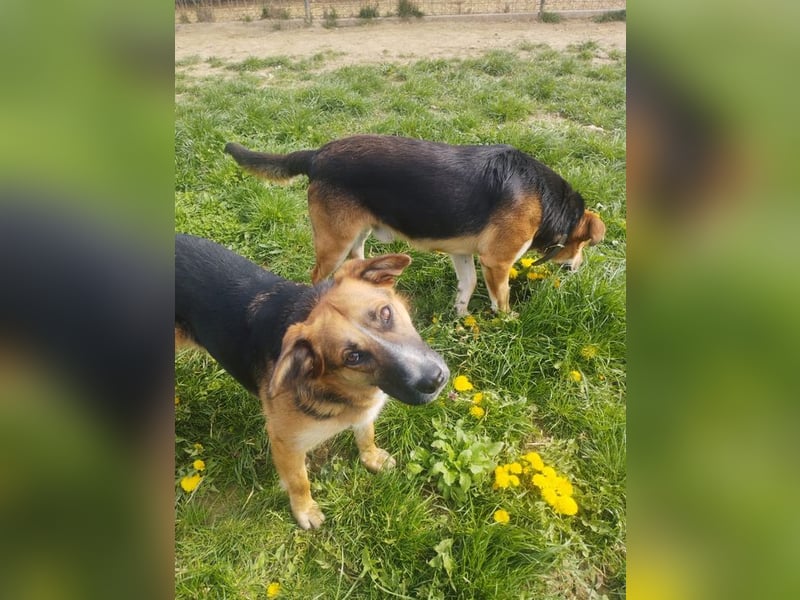 EMA + BOJAR - die Beiden lieben sich sehr, daher werden sie nur im Doppelpack vermittelt