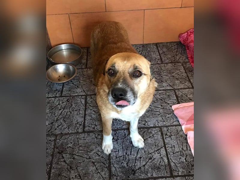 JARO - wer schenkt dem lieben Rüden ein tolles Zuhause?