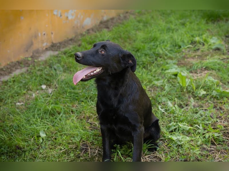 SARA - die fröhliche und freundliche Hündin freut sich auf ihre eigene liebe Familie