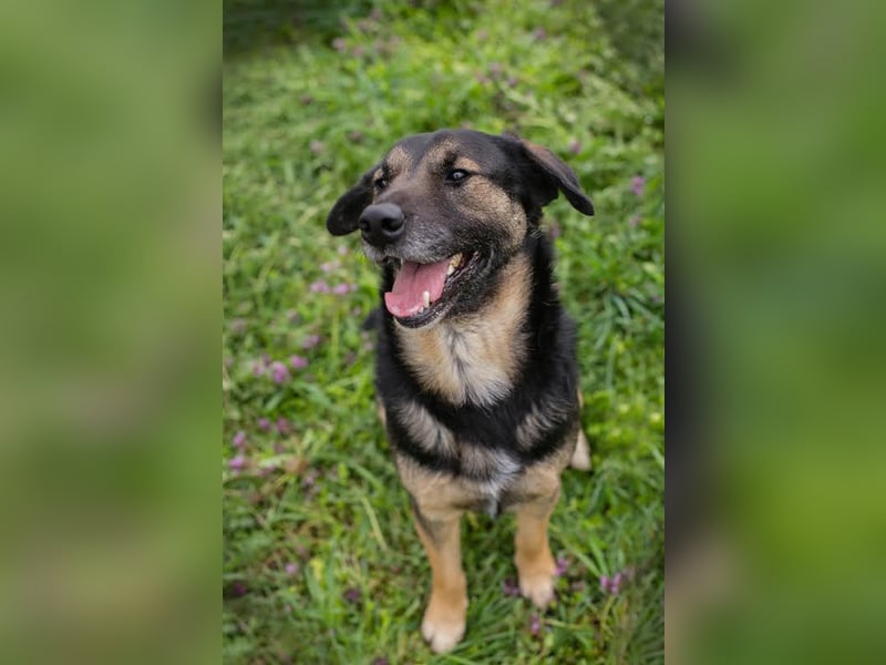 MAXI - der aufgeschlossene, fröhliche junge Rüde möchte DEIN Begleiter sein