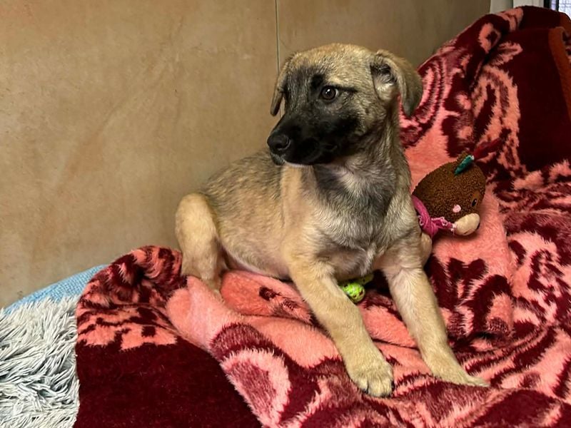 Welpe Chip-Nr. 256271 - wenn ich groß bin möchte ich eine richtige Familienhündin sein!