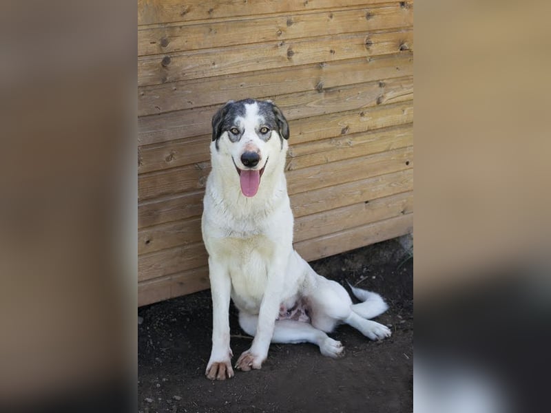 FLY - die nette und aufgeschlossene Hündin liebt Menschen und andere Hunde