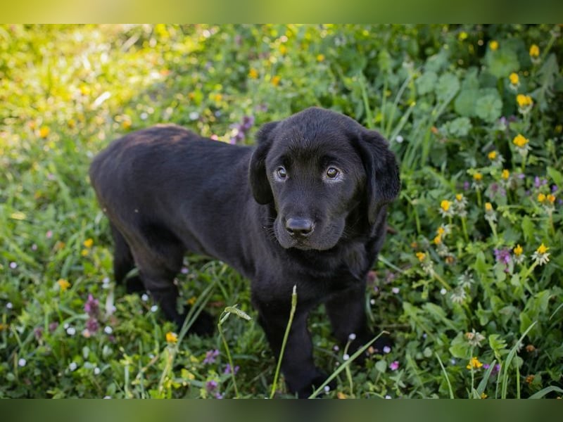 Welpe Chip-Nr. 256531 - ich freue mich darauf, mit meinen Menschen die Welt zu entdecken!