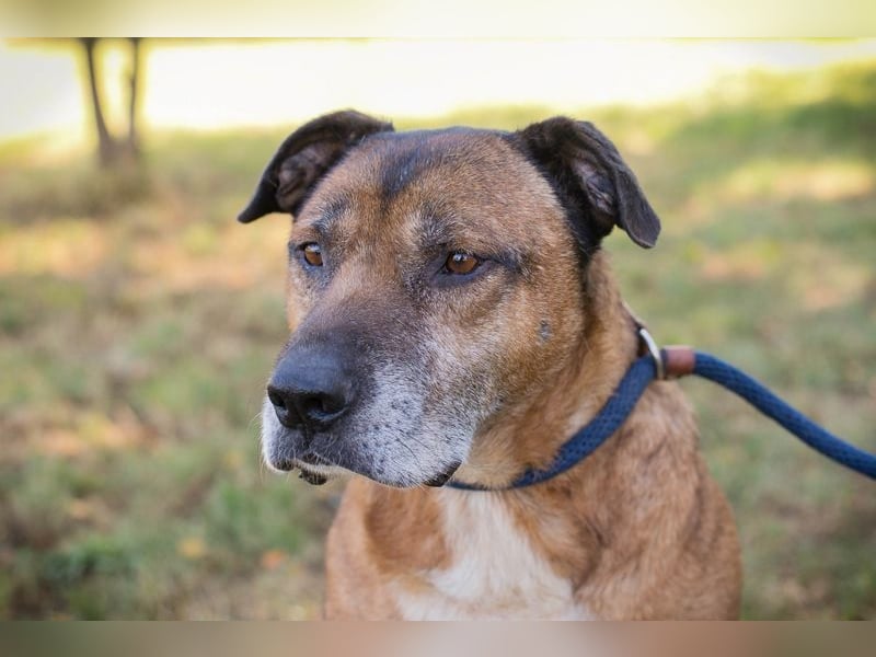 ORLANDO - der liebe Senior sucht eine ruhige Familie, die ihm Liebe und Geborgenheit schenkt