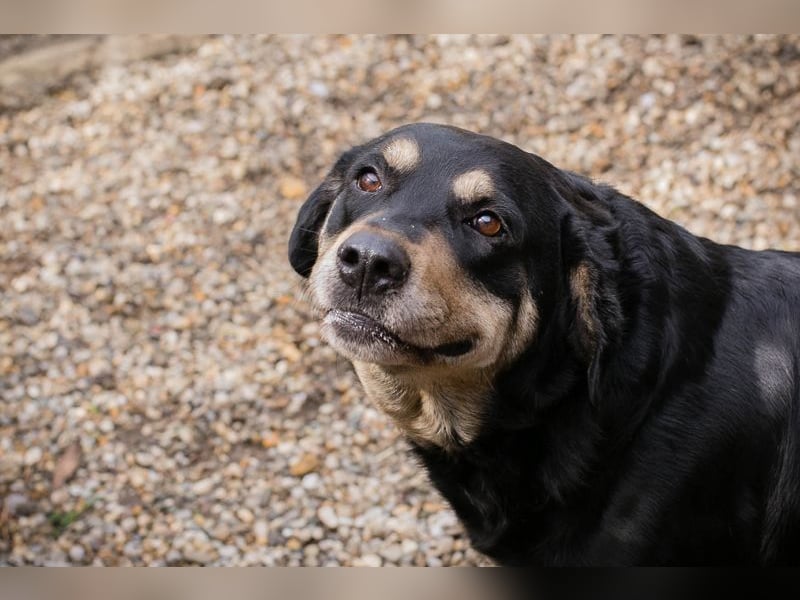 JAX - wer zeigt dem gemütlichen, zugänglichen und braven Rüden, wie schön das Leben sein kann?