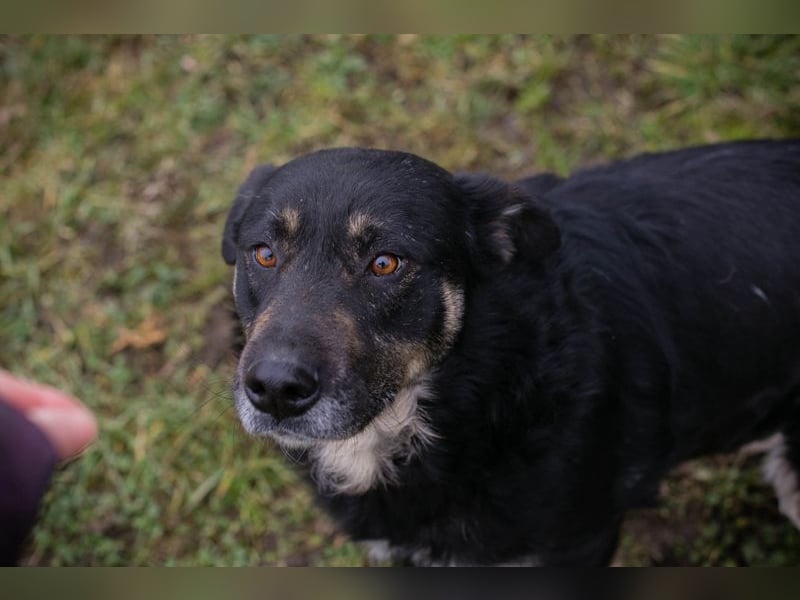 JÜRGEN - ich freue mich darauf, mit meinen Menschen die Welt zu entdecken!