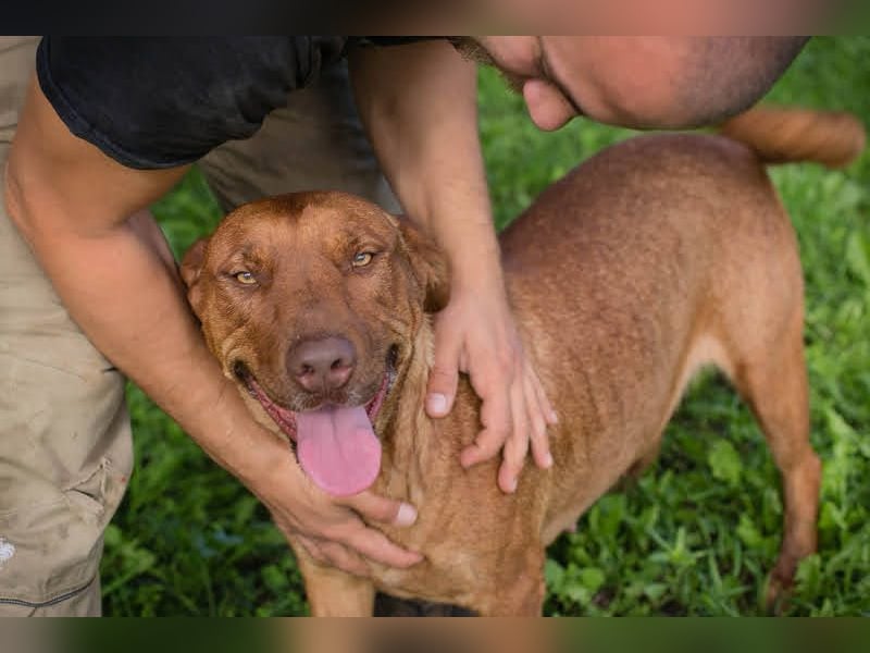 ELLI - die freundliche und fröhliche Hündin wünscht sich Menschen, die ihr Aufmerksamkeit schenken