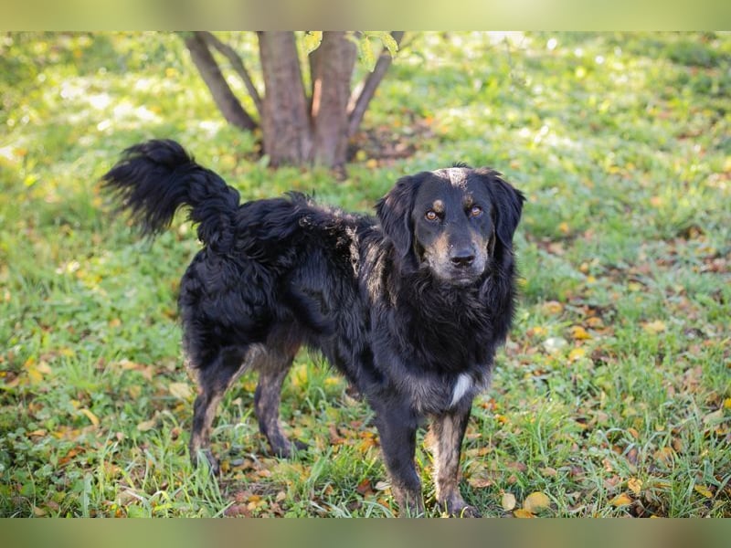 WHISKY - ich freue mich darauf, mit meinen Menschen die Welt zu entdecken!