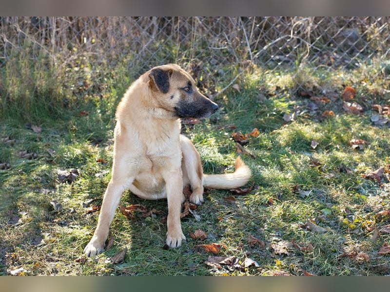 BOFUR - ich bin menschenbezogen, aktiv, leinenführig und suche eine unternehmungslustige Familie