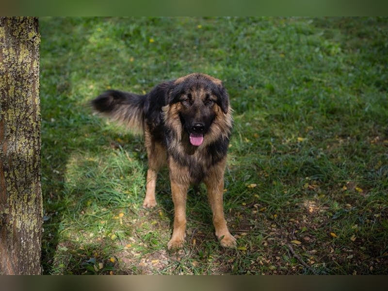 ERWIN - freundlicher und verspielter Rüde sucht Familienanschluss