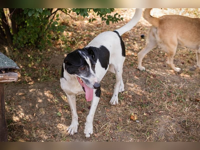 HOTSPOT - Menschen mit ganz viel Liebe, Zeit und Geduld gesucht für diesen sanften Hundejungen