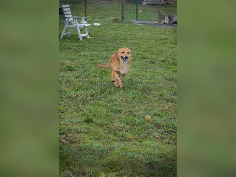 ODIN - der fröhliche junge Rüde sucht eine ebenso fröhliche, aktive Familie!