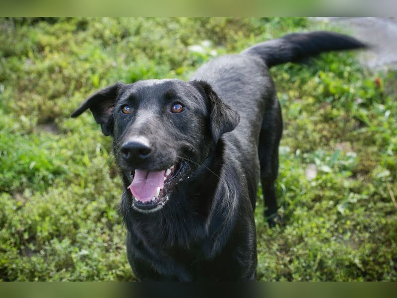 INGMAR - der brave, menschenbezogene und lernwillige Rüde sucht seine Menschen