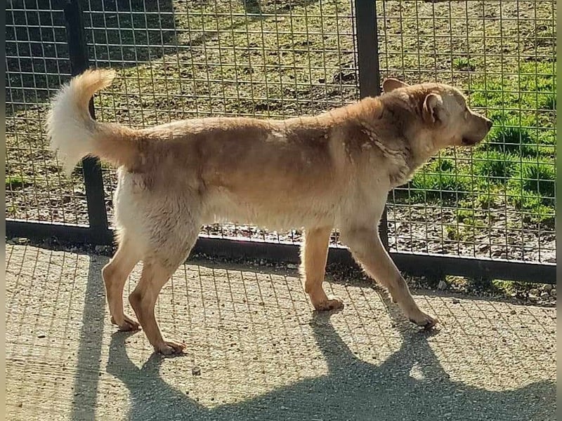 MATEL - der hübsche, freundliche Rüde sucht Menschen mit Hundeerfahrung