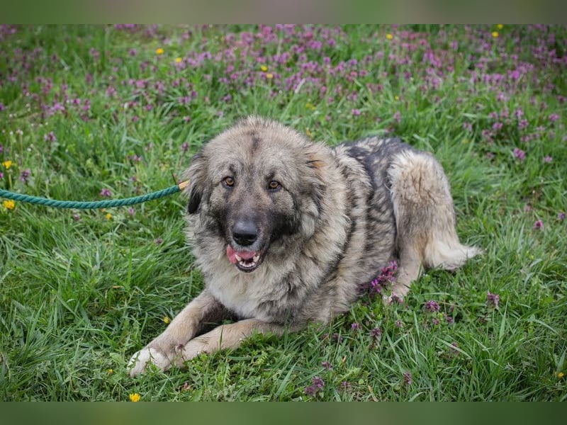 SKADI - die fröhliche und brave Hündin sucht ein tolles Für-Immer Zuhause!