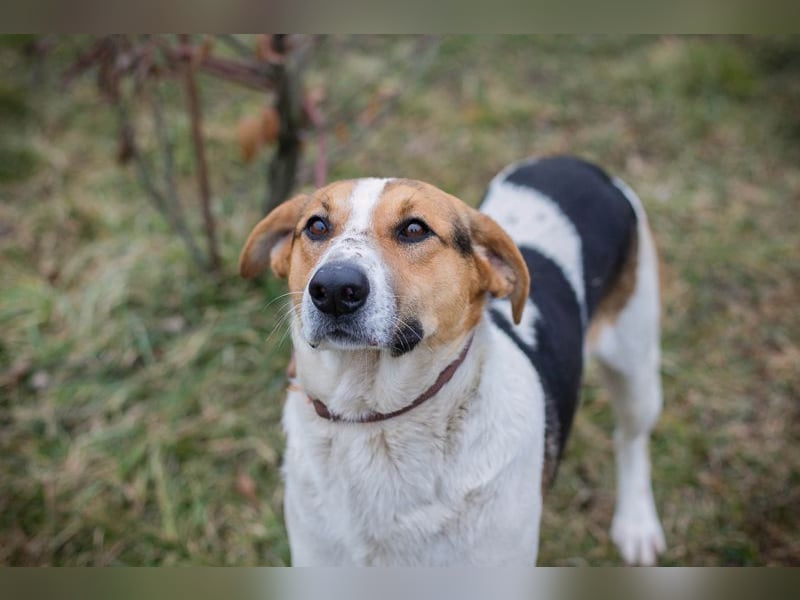 TOTO - der große und aktive Junghund möchte mit seinen Menschen die Welt entdecken!