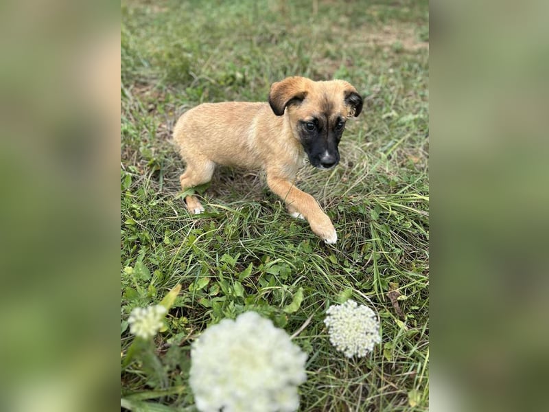 Welpe LEILA - wer möchte mit mir lernen, spielen, kuscheln und mich nie mehr alleine lassen?