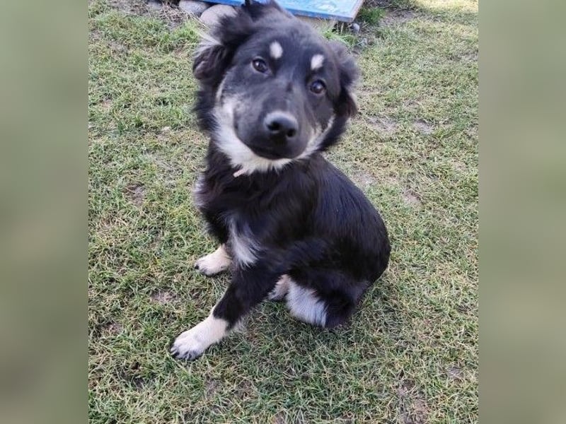 Welpe KORA - kuscheln, lernen, spielen - schenkst du mir ein Für-Immer Zuhause?