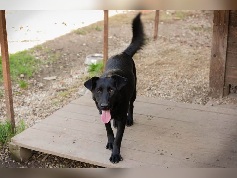 SARA - die fröhliche und freundliche Hündin freut sich auf ihre eigene liebe Familie