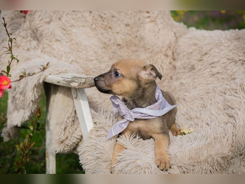 Welpe AMARETTO - kuscheln, spielen, lernen - wer zeigt mir, wie schön ein Hundeleben sein kann?