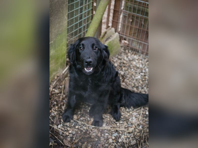LIBERTY - die fröhliche, aufgeschlossene Hündin träumt von einem liebevollen Zuhause