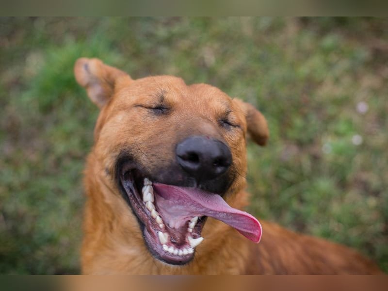 BENNY - der aufgeschlossene Rüde möchte so gern dein vierbeiniger Begleiter sein!