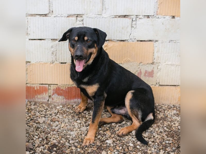 MARLEY - ich bin noch etwas zurückhaltend und suche eine liebevolle, geduldige Familie!