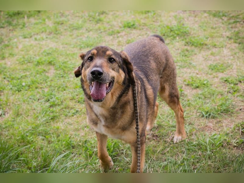 SANAJ - der liebe Rüde mit dem treuen Blick sucht sein Für-Immer Zuhause
