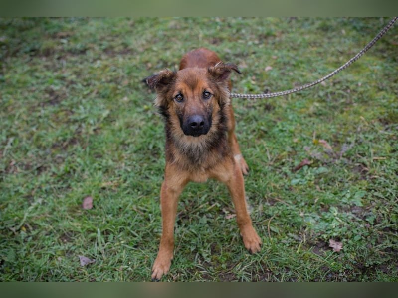 ANDREAS - der aktive und verspielte, liebe Hundemann sucht ein tolles Für-Immer Zuhause!